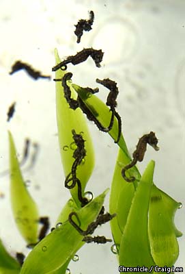 go, pretty baby seahorses!